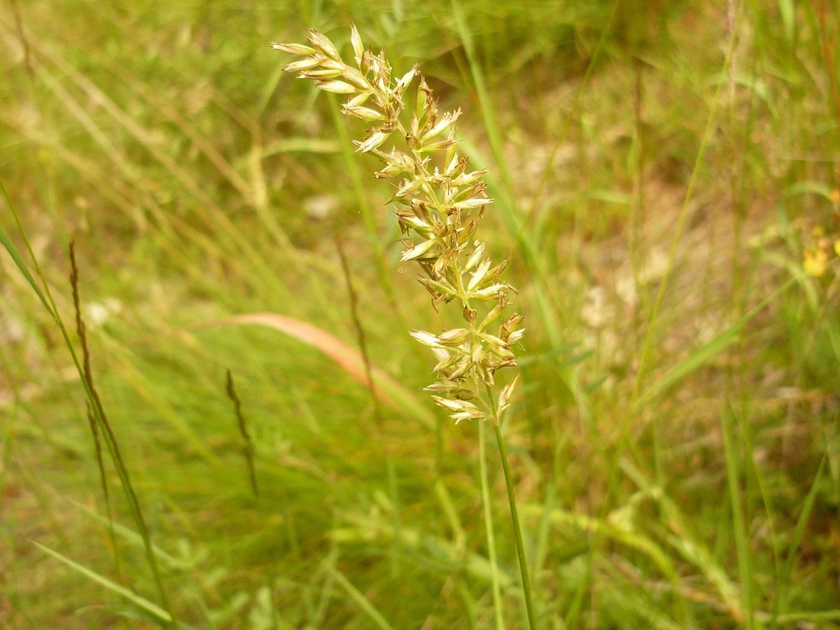 Koeleria pyramidata subsp. pyramidata (Poaceae)